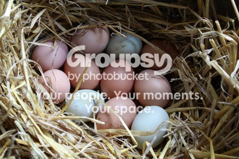 Eggs034.jpg