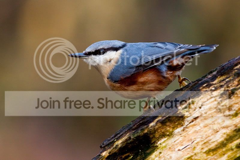 Birds_096.jpg