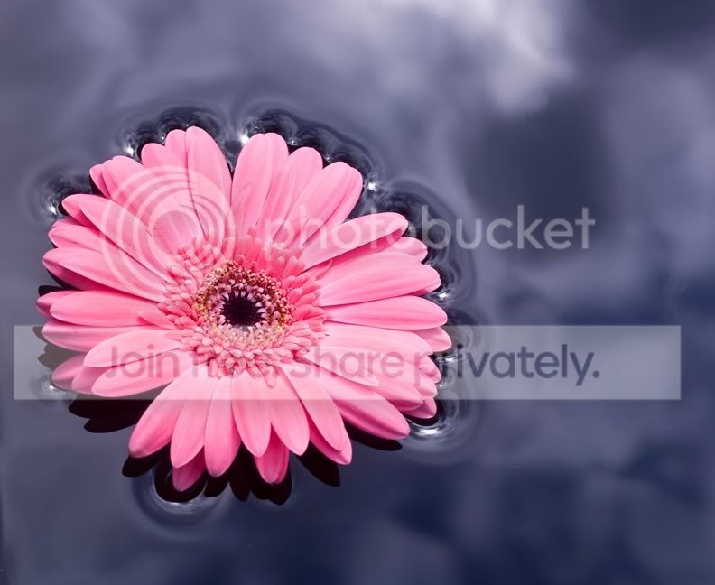 Pinkgerbera3243webpb.jpg