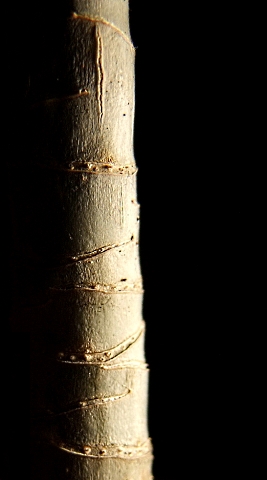 4280124224_07aefcd888_o.jpg