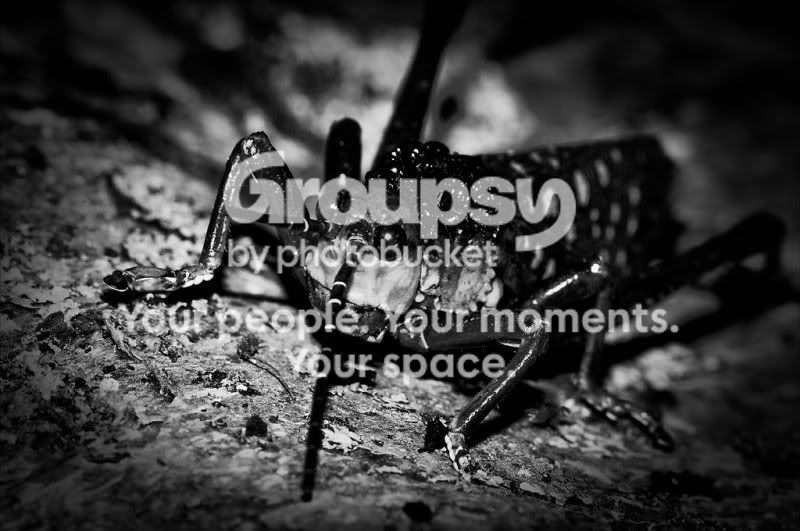 Competitorno47Bug1bw800.jpg