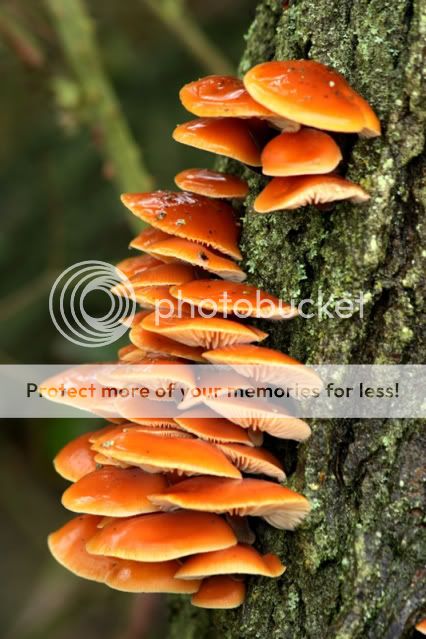 Fungi2-Copy.jpg