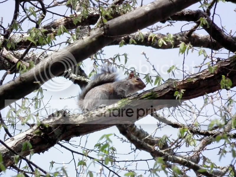 squirrel.jpg