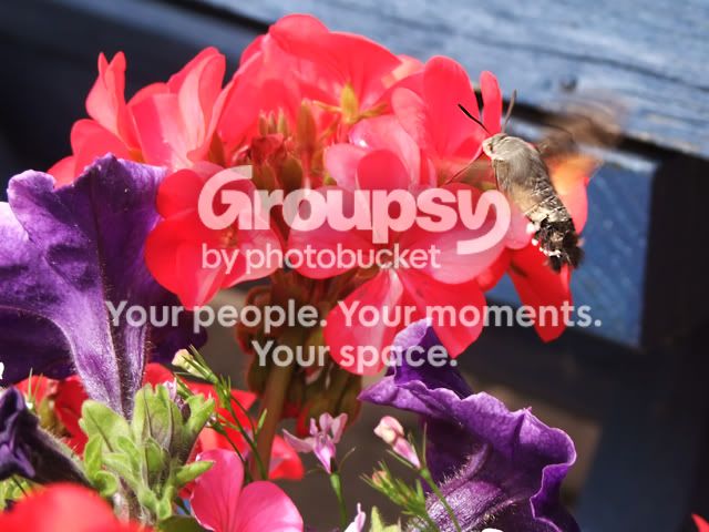 2010_07250001.jpg