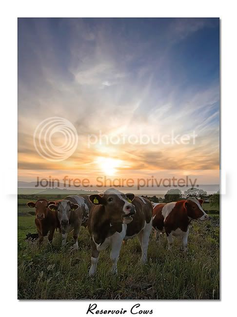 Mooo-finished3.jpg