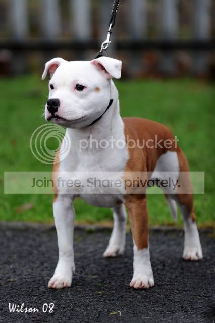 pendlestaff-thunderbolt.jpg