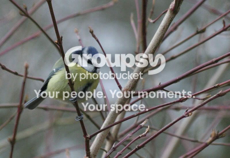BlueTit.jpg