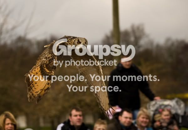 whipsnadeowl-0001.jpg