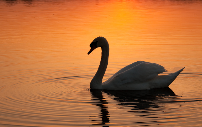 52_swan_tight_crop-1.jpg