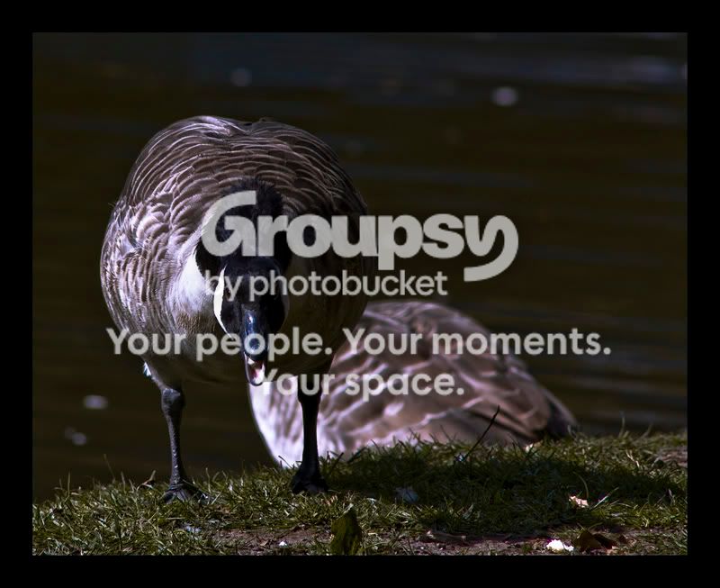 Goose1sized.jpg
