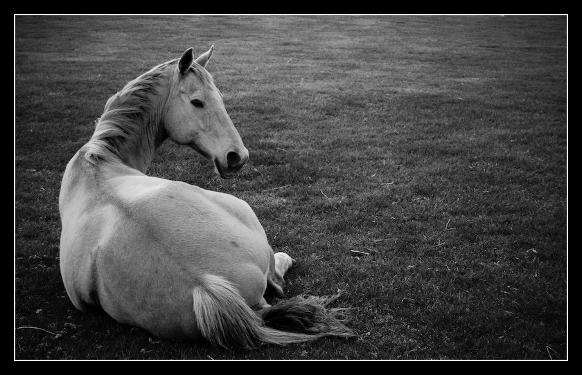 Happy_Horse_by_MessiahKhan.jpg