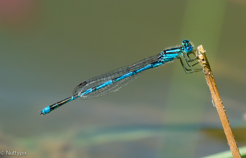 TZ_Nikon1_Dragon.jpg