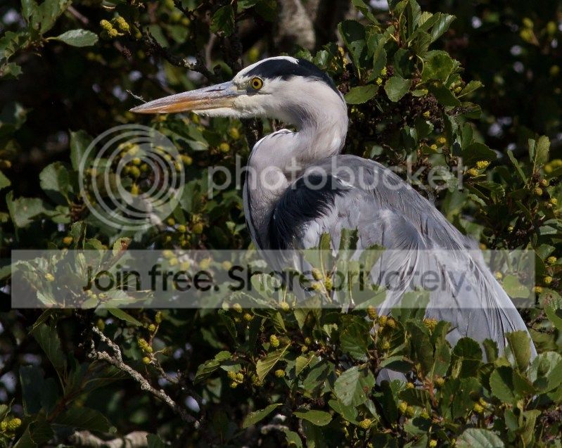 Heron1-4_filtered_zps767119f8.jpg