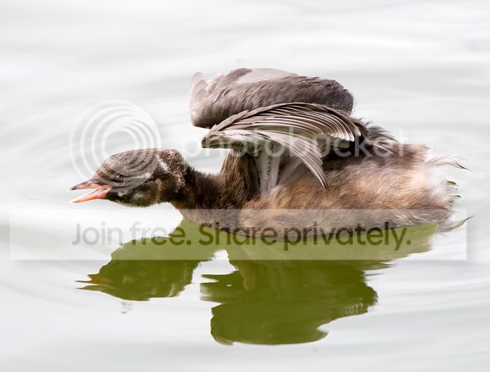 chick.jpg