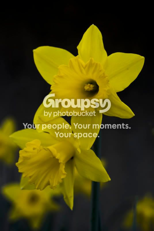 daffs.jpg
