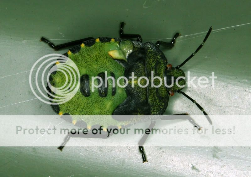 leafbug1.jpg