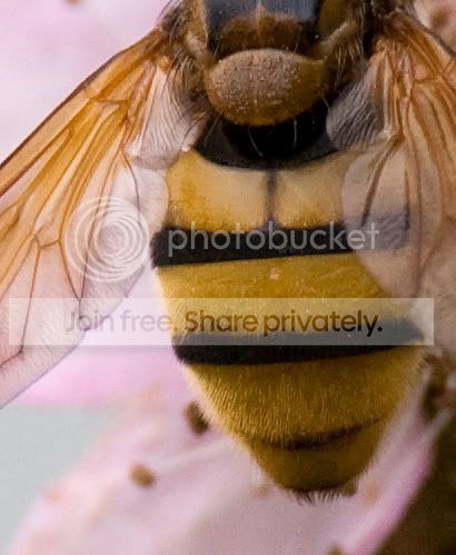 wasp_crop1s.jpg