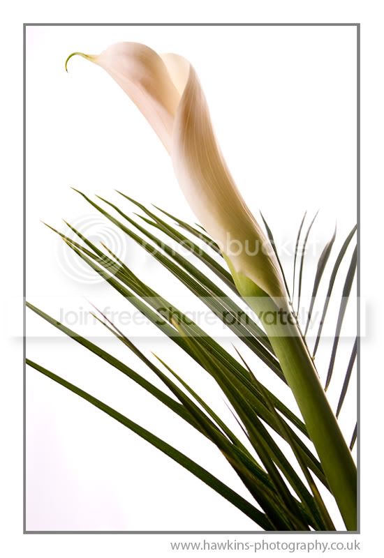 calla-lilly.jpg