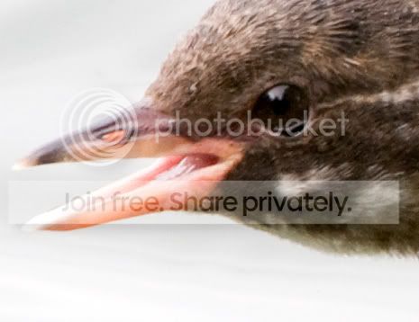 chick_crop1.jpg
