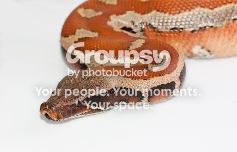 White1.jpg