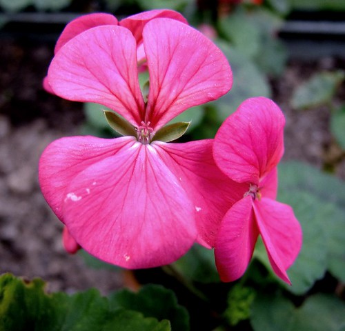 4141665826_3be486b715.jpg