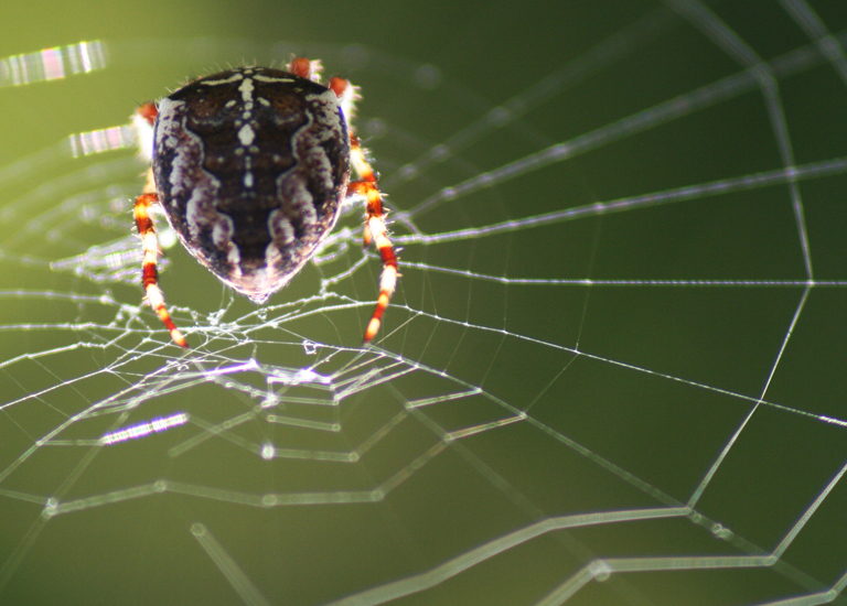 Eight_Legged_Freak_by_EuphoricaAmnesia.jpg