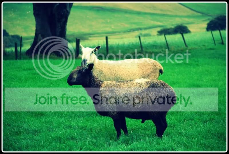 retrosheep2-1.jpg