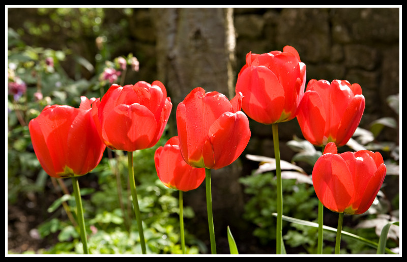 tulips.jpg