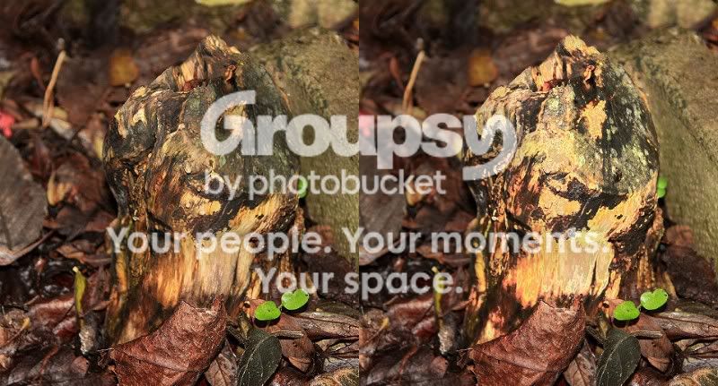 stump.jpg
