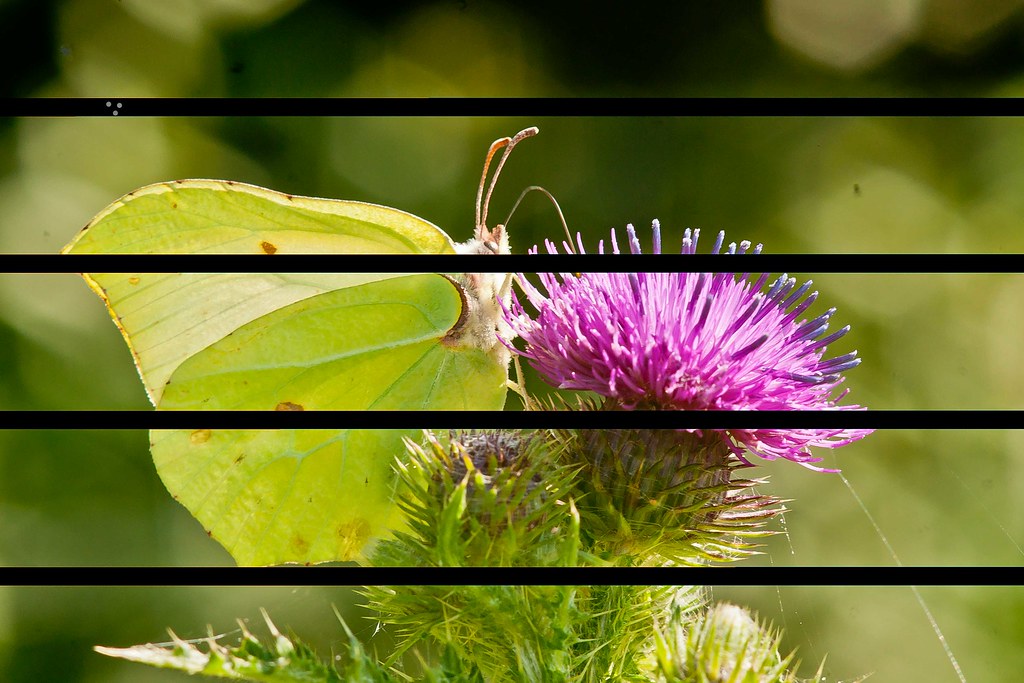 7407147018_5ae699dd93_b.jpg