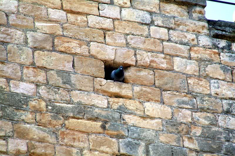 pigeonwall.jpg