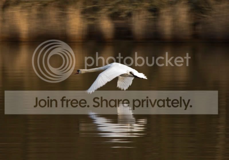 Swanlanding.jpg