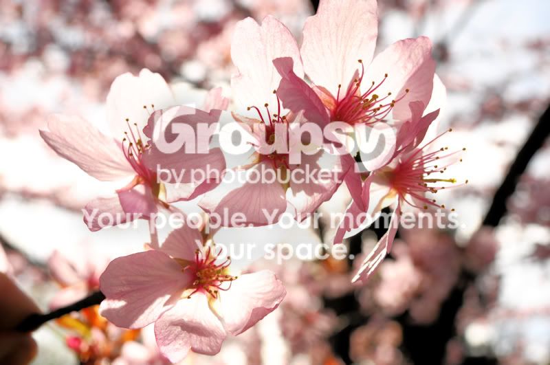 flowerint.jpg