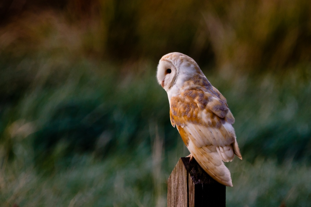 Barn%20Owl%2020090909%20001-2.jpg