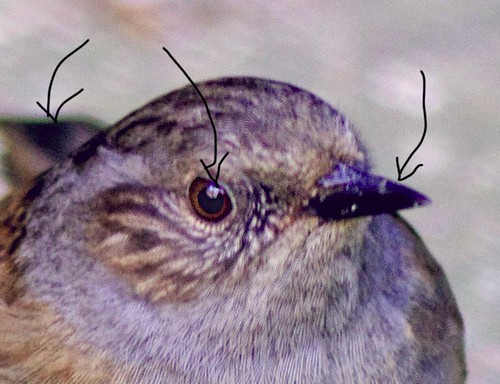 4372302675_db70f983d4.jpg