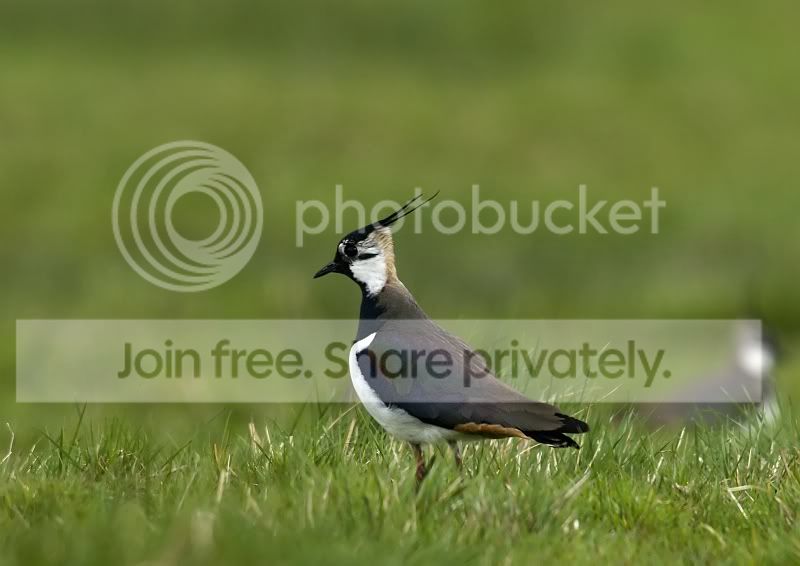 Lapwing.jpg