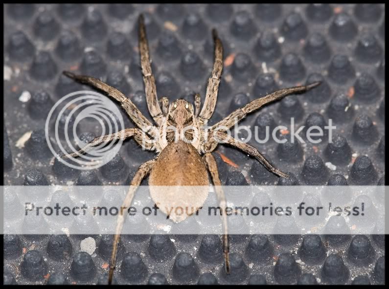 Spider1-2220.jpg