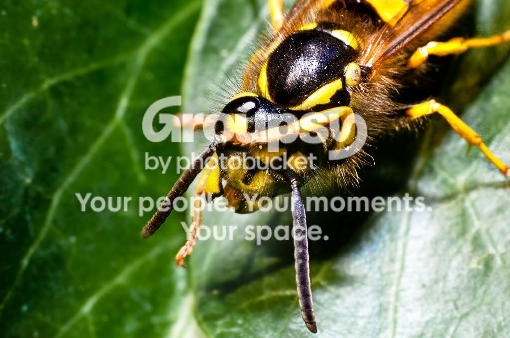 camerashywasp1of1.jpg