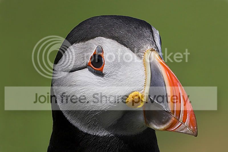 puffin.jpg