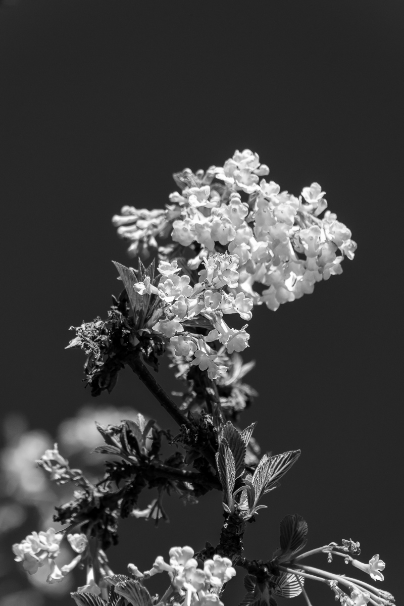DSCF3102.jpg