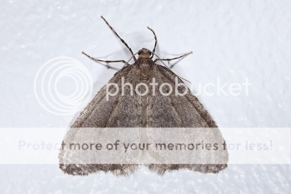 Moths-2_filtered.jpg