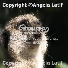 Watermark_241.jpg