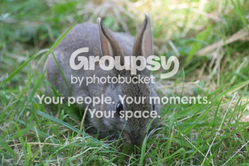 Rabbit.jpg