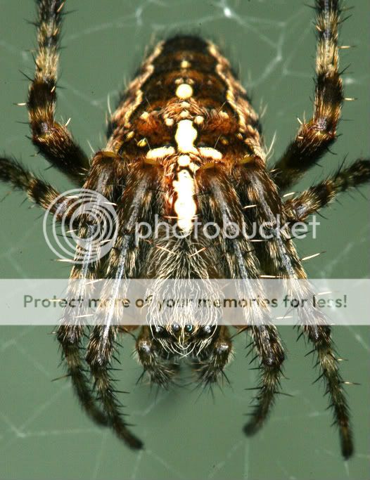 Spider3-1.jpg
