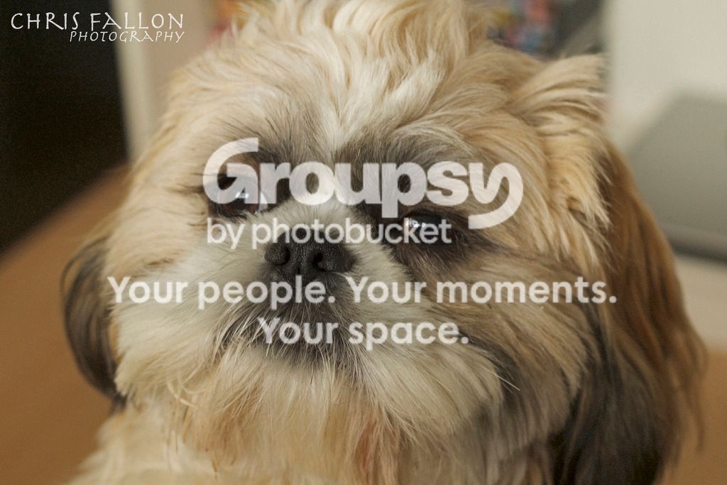doggy.jpg