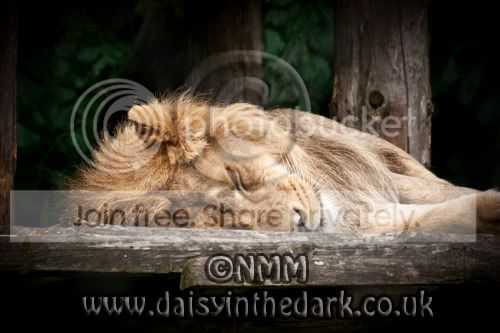 sleepylion.jpg