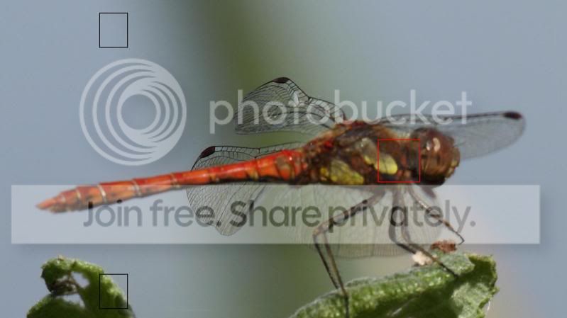 dragonfly.jpg
