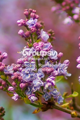 IMG_9277c.jpg