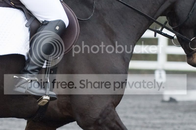 Zeus_dressage-2.jpg