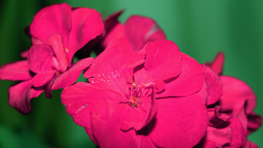 beautiful_rose_flowers_by_mazaar-d64zv5q.jpg